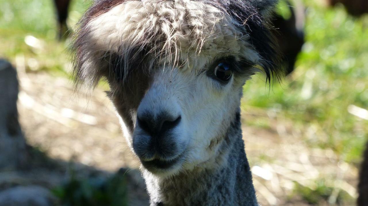 Le Paradis Des Animaux Coublevie Exterior foto