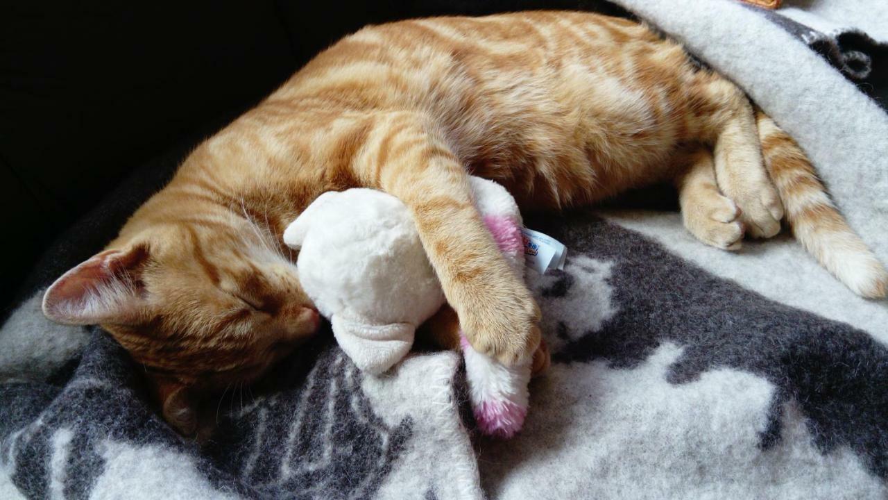 Le Paradis Des Animaux Coublevie Exterior foto